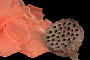 Lotus pod and blossoms