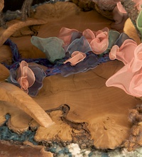 Beneath the canopy of the Lotus-eaters, deep stream, new blossoms