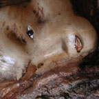 Thumbnail of Tree nymph Face